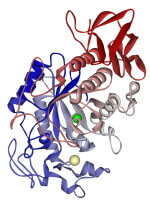 Salivary alpha-amylase